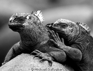 Best buddies - a pair of marine iguanas in the Galapagos... by Michael Gallagher 
